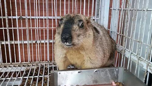 老鼠吃瓜的声音,一场别开生面的瓜果盛宴