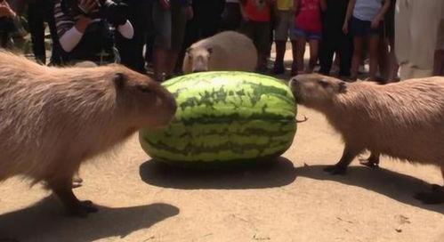 感情咨询吃瓜,揭秘吃瓜群众的情感咨询幕后故事