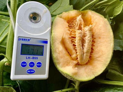 全网学校最全吃瓜合集,揭秘最全吃瓜合集