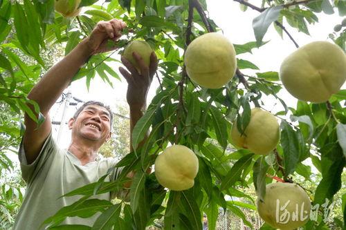 望都县吃瓜,瓜果飘香,品味田园生活