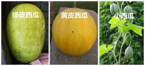 吃黄色瓜有什么好处,揭秘吃黄色瓜的好处