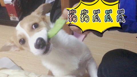 吃瓜带狗,揭秘娱乐圈的甜蜜与辛酸