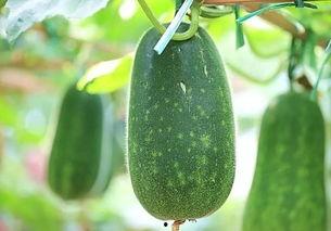 天热吃的瓜,天热必吃的清凉瓜果盘点