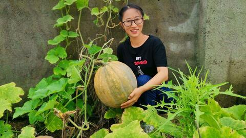 在农村天天吃瓜,农村生活里的甜蜜日常