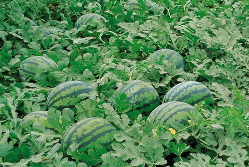 星辰花吃瓜,揭秘星辰花与神秘瓜果的奇妙邂逅