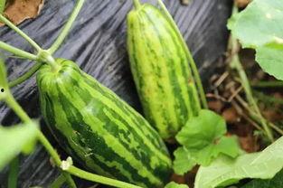 吃瓜有啥寓意,揭秘“吃瓜”背后的深层寓意