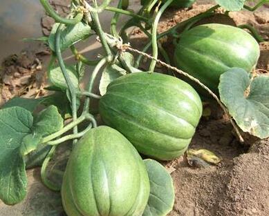 吃瓜吃香瓜,吃瓜新风尚