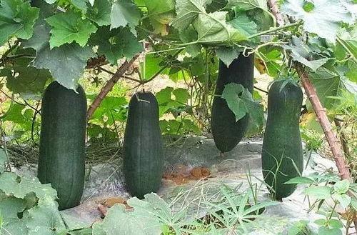 有瓜吃三,有瓜吃三，共享丰收喜悦