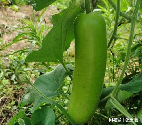 晚上可以吃瓜么,揭秘晚上吃瓜的奥秘