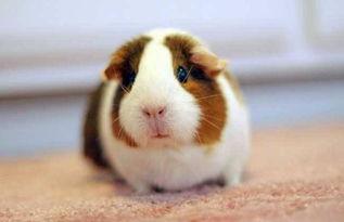 瓠瓜荷兰猪可以吃吗,荷兰猪的适宜美食探索