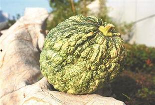 湖南丑瓜怎么吃,解锁美味新体验