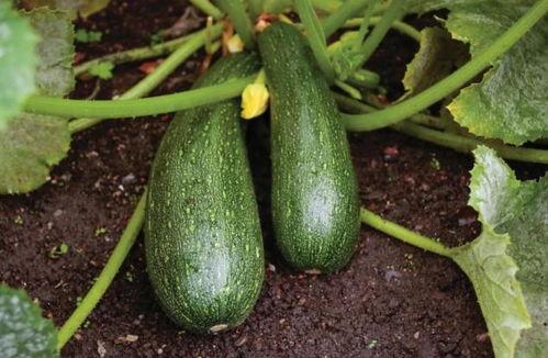 秋天吃三瓜都是什么瓜,三瓜养生，秋意渐浓