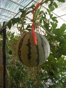 吊瓜是吃瓜还是吃子