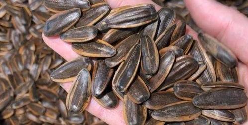 什么瓜喜欢吃瓜子,揭秘瓜子的魅力与诱惑