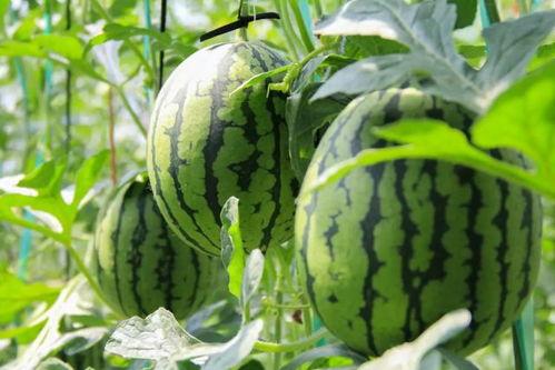 啤酒群众吃瓜视频,欢乐现场尽收眼底