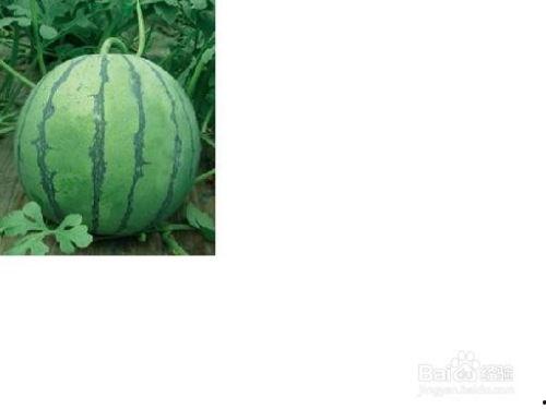 春城大观 吃瓜事件,一场网络狂欢背后的真相揭晓