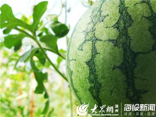 惠民县吃瓜,探寻当地特色美食之旅