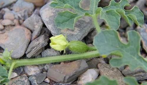 沙瓜可以吃,夏日消暑佳品