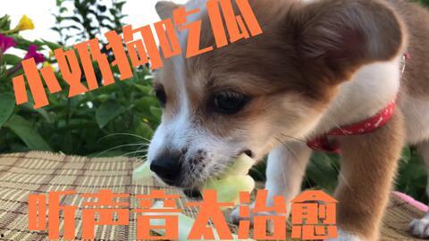 小蝴蝶和小狗吃瓜,小蝴蝶与小狗的瓜田奇遇记