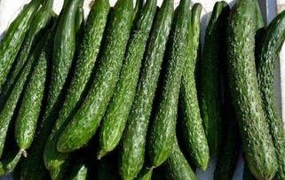 吃矮瓜减肥吗,揭秘神奇蔬果的瘦身奥秘”