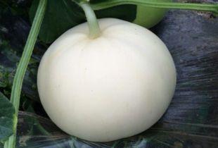 黄色小梨瓜怎么吃