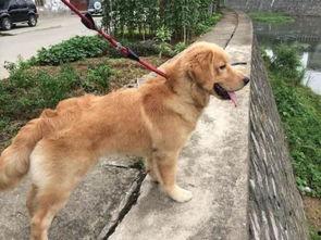 金毛吃生瓜,金毛犬误食生瓜引发的健康危机