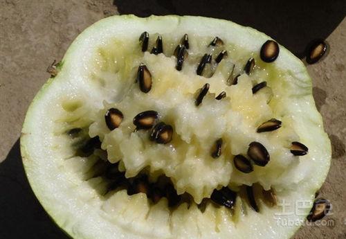 产妇可以吃籽瓜吗,籽瓜——产妇的滋补佳品