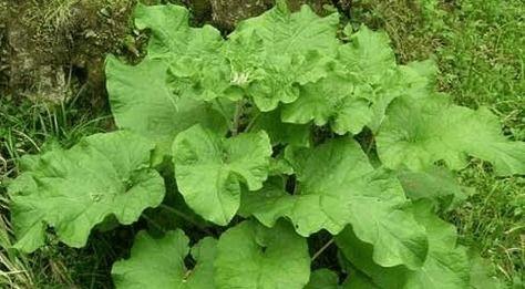 高产嫩草吃瓜,高产秘诀大揭秘