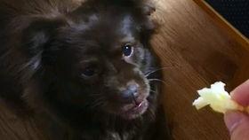 狗子着急吃瓜,瓜香四溢的欢乐时光