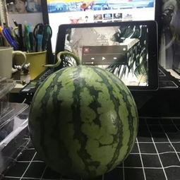 广东番禺区吃瓜,品味岭南特色美食之旅