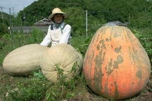 云南人民吃瓜,瓜果飘香，舌尖上的瓜界盛宴