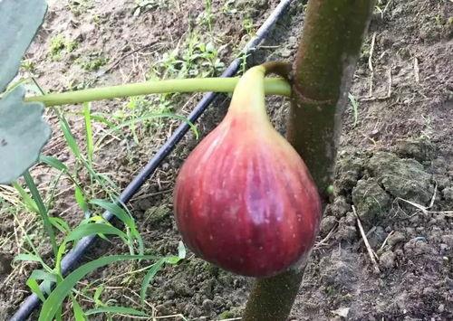 钦源吃瓜,揭秘娱乐圈幕后故事