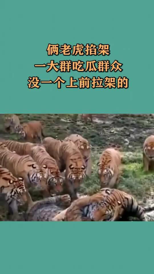 吃瓜国服老虎,揭秘老虎的神秘世界