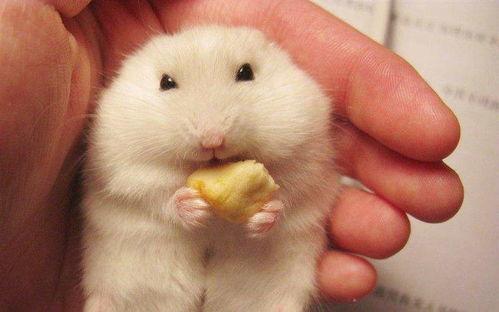 仓鼠吃瓜吃皮视频播放,仓鼠吃瓜皮视频走红网络